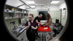 Dokter dan relawan merawat kucing yang tiba dari Ukraina di Przemysl, Polandia, Selasa (8/3/2022). ADA Foundation memberikan perlindungan bagi hewan terlantar seperti kucing, anjing, kambing, bahkan beruang. (AP Photo/Czarek Sokolowski)