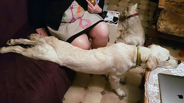 posisi absurd anjing