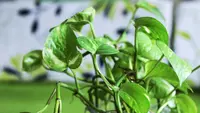 9 Tanaman Herbal Merambat untuk Pergola Kayu, Estetik dan Kaya Manfaat