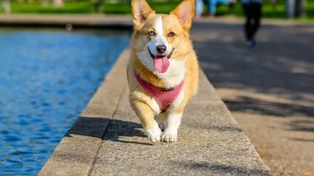 Arti Mimpi Anjing Hitam yang Bermakna Kurang Baik