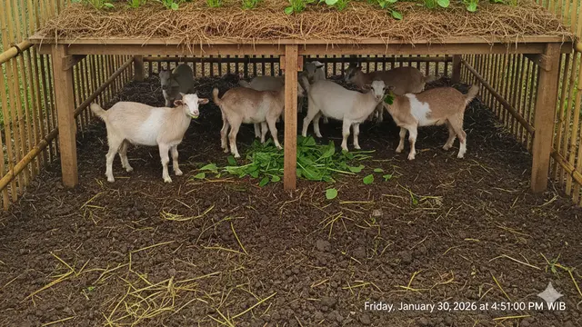 Desain Inovatif Kebun Cabai dan Sayur dengan Ternak dalam Satu Area. AI