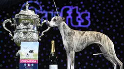 Anjing "Collooney Tartan Tease" (Tease), the Whippet berpose disamping trofi Best in Show pada hari terakhir Crufts dog show 2018 di National Exhibition Centre di Birmingham, Inggris (11/3). (AFP Photo/Oli Scarff)