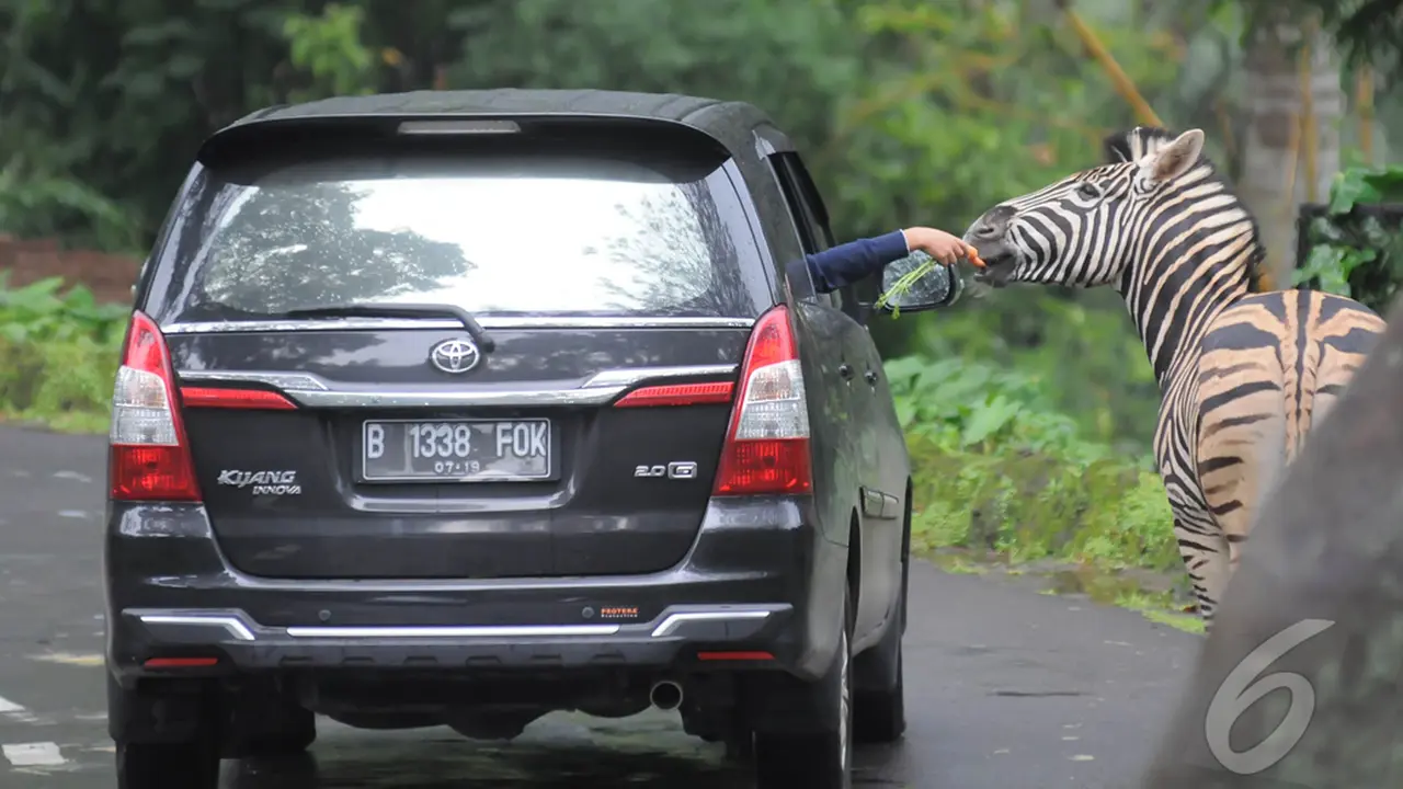 Libur Panjang, Wisatawan Serbu  Taman Safari Indonesia