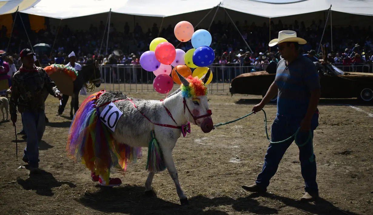 Peserta membawa keledainya yang dihias saat mengikuti National Donkey Fair di Otumba, Meksiko (1/5). National Donkey Fair ini diadakan setiap tahun. (AFP Photo/Pedro Pardo)