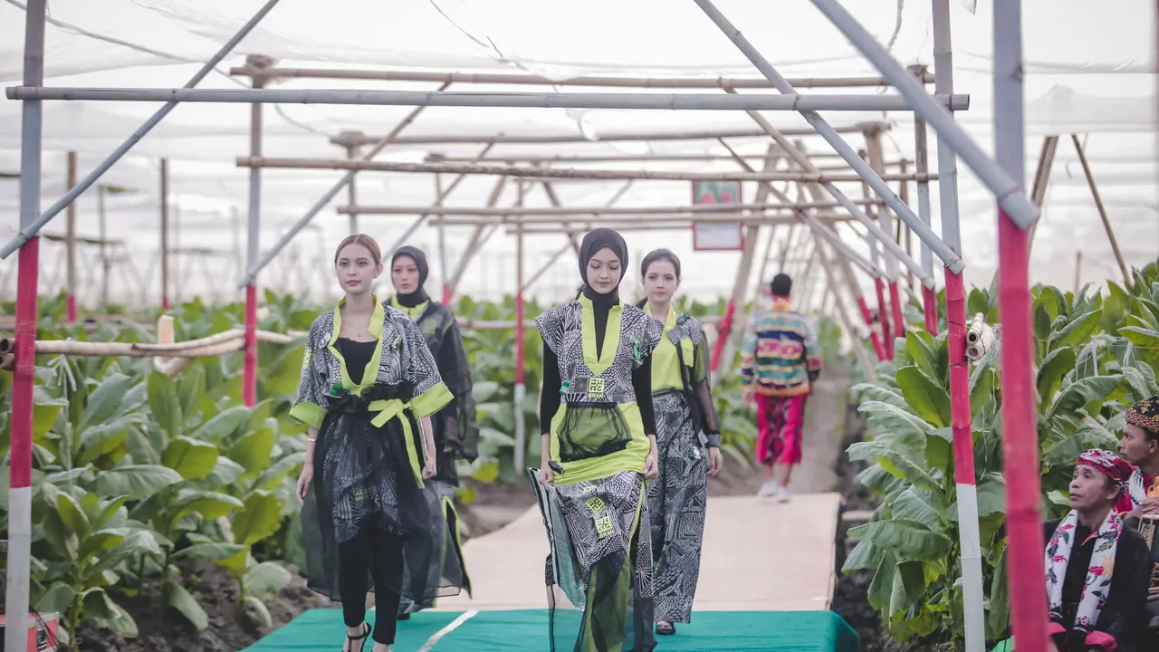 Fashion show di tengah kebun tembakau dalam acara Festival Jember Kota Cerutu Indonesia (JKCT) 2022 (Istimewa)