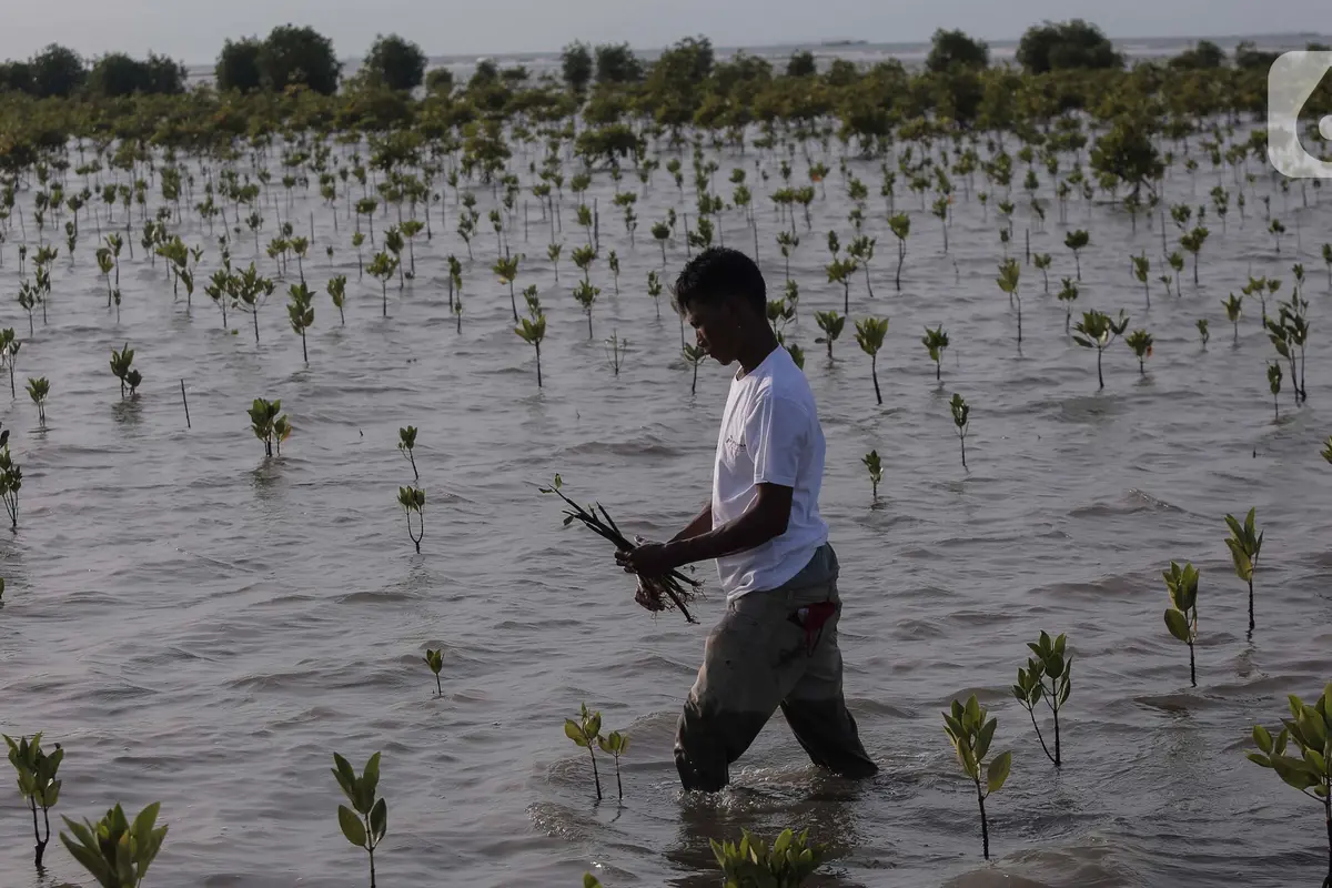 Jaga Kawasan Pesisir, Pertamina Tanam Ribuan Bibit Mangrove di Pantai Tiris Indramayu