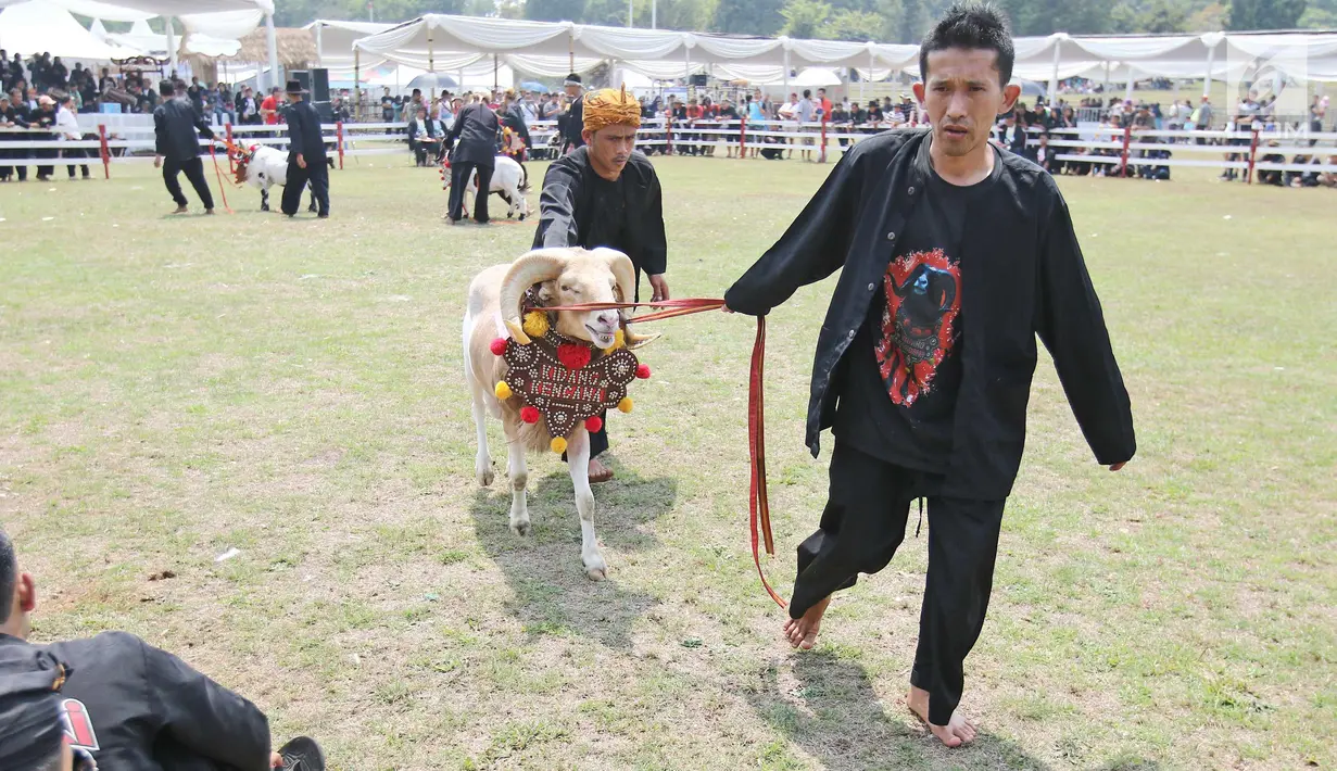 Peserta membawa dombanya usai mengikuti ketangkasan domba Garut dalam acara Jambore Peternakan Nasional 2017 di Buperta Cibubur, Jakarta, Sabtu (23/9). Lomba ini diikuti sebanyak 160 ekor domba.  (Liputan6.com/Herman Zakharia)