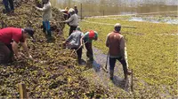 Bersih - bersih sedimentasi dan tanaman Ki Ambang di Ranupani (BB TNBTS)