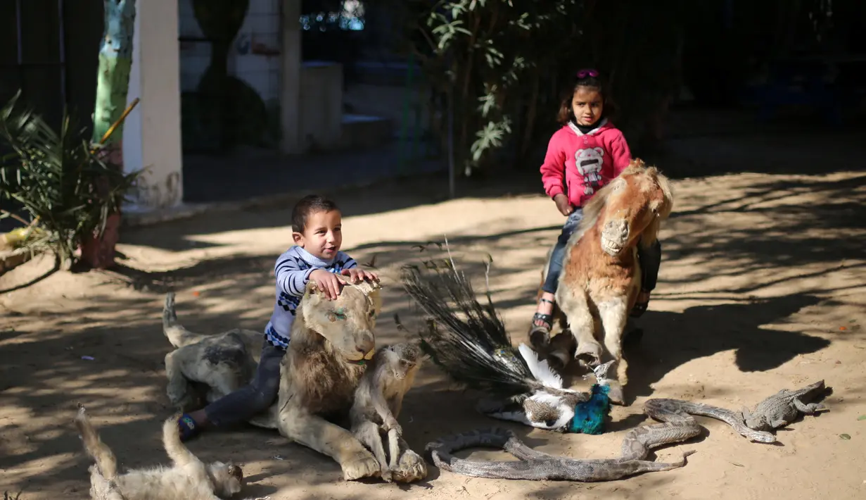 Anak-anak Palestina menunggangi hewan yang telah diawetkan di kebun binatang kawasan Rafah sebelah selatan Jalur Gaza, Selasa (3/1). Menurut pemiliknya, hewan tersebut mati karena ia tidak mampu memberinya makan. (REUTERS / Ibraheem Abu Mustafa)