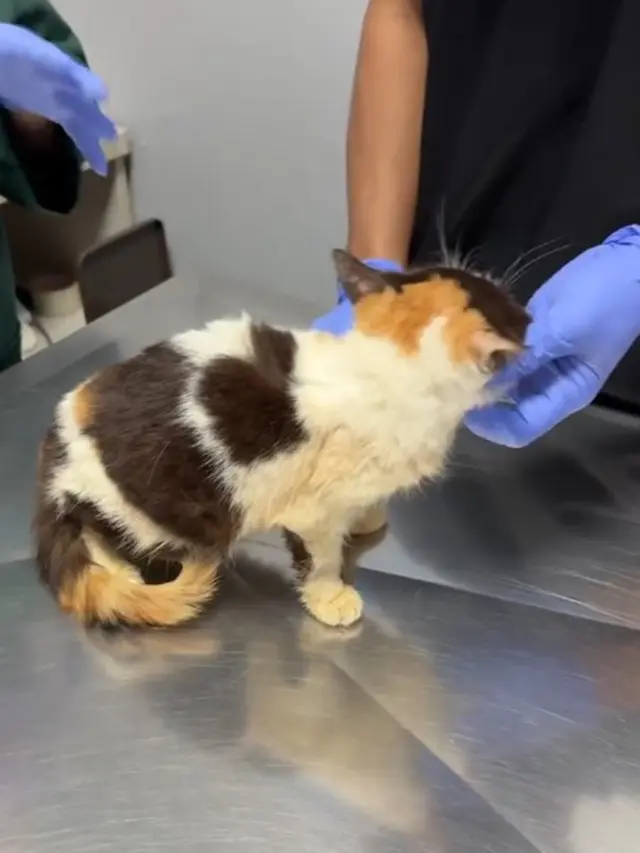 Cerita Sherina Munaf Rescue Kucing Uya Kuya Pasca Penjarahan, Kondisinya Malnutrisi