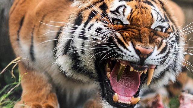 7 Potret Pemasangan Gigi Emas Pada Harimau Ini Bikin Takjub