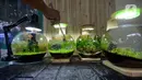 Perajin, Argi Gumilar (27) menyelesaikan pesanan aquascape mini air tawar di Cipayung, Ciputat, Tangerang Selatan, Kamis (5/11/2020). Di masa pandemi, Argi Gumilar menggeluti pembuatan aquarium mini sudah empat bulan ini yang dijual dengan harga Rp 250 hingga Rp 600 ribu. (merdeka.com/Dwi Narwoko)