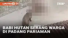 Media sosial digegerkan dengan insiden babi hutan yang muncul di tengah pemukiman Sungai Geringging, Padang Pariaman, Sumatera Barat. Tak cuma sekedar bertamu, babi hutan itu juga menyerang warga. Detik-detik babi hutan menyerang warga itu terekam ka...