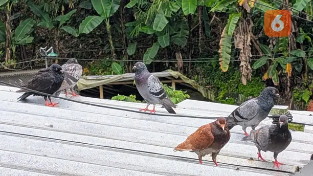 Hobi Pelihara Burung Bisa Picu Penyakit Paru Bird Fancier’s Lung, Apa Itu?