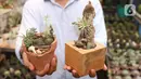 Pembudidaya menunjukkan tanaman hias di Rumah Kaktus, Kota Tangerang, Banten, Jumat (2/4/2021). Tanaman hias di tempat ini dikirim hingga ke luar negeri untuk kebutuhan cendera mata dan hiasan rumah. (Liputan6.com/Angga Yuniar)