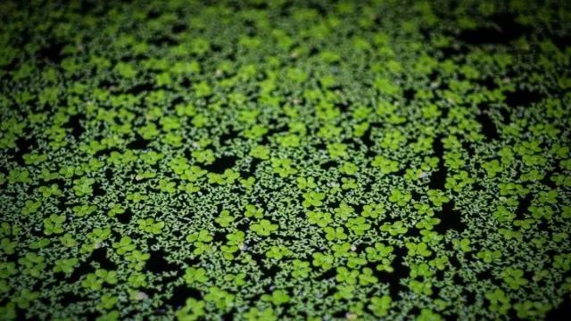 Wolffia (sumber: ruduckweed)