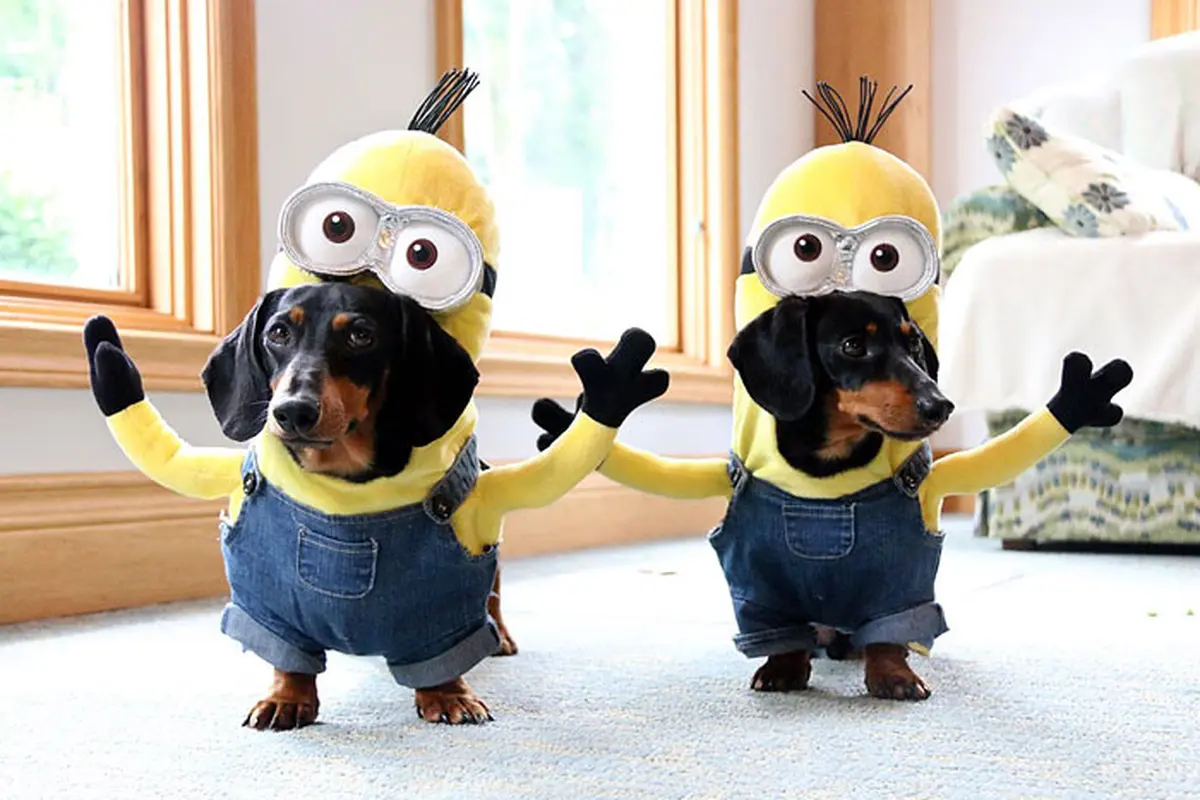 Begini Jadinya Kalau Minions Dijadikan Kostum Untuk Anjing