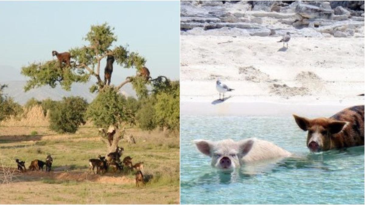 5 Hewan Ini Tinggal di Tempat Tidak Terduga, Kambing Pohon hingga Babi Laut
