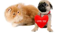 4 Sebab Hindari Hadiah Hewan Peliharaan di Hari Valentine