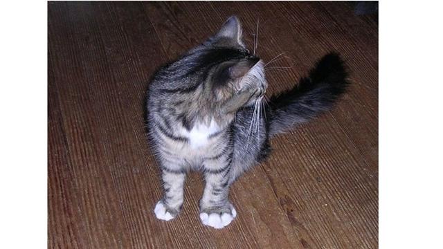 10 Potret Kucing Setelah Disengat Lebah Ini Bikin Kasihan