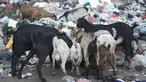 Sejumlah kambing memakan sampah plastik di tempat pembuangan sampah di kawasan Sunter, Jakarta, Rabu (8/5). Sulitnya mencari rumput di Ibukota menyebabkan para peternak terpaksa membiarkan hewan-hewan tersebut mengais makanan tidak pada tempatnya. Liputan6.com/Immanuel Antonius
