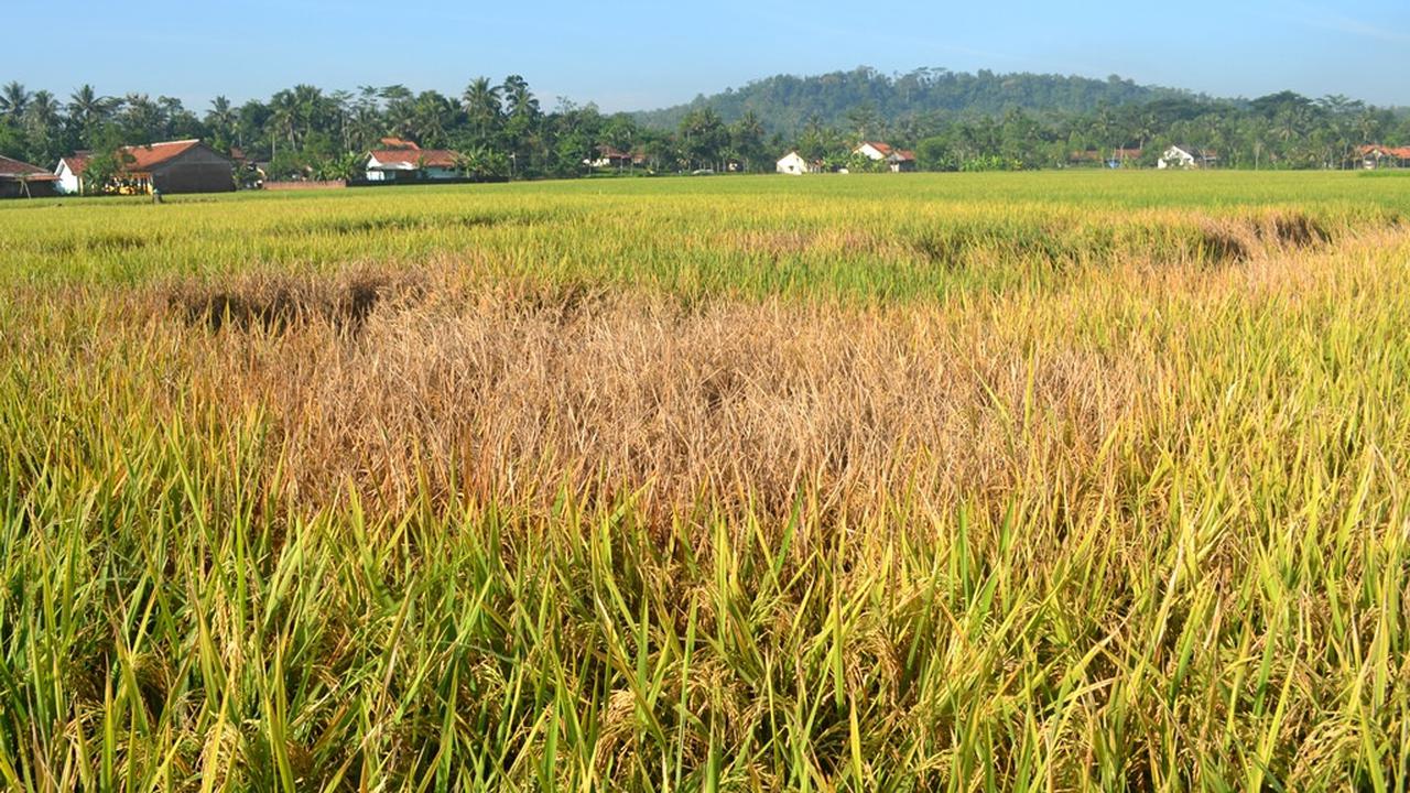 Serangan hama wereng dalam stadium sedang dan berat menyebabkan tanaman padi gosong. (Foto: Liputan6.com/Muhamad Ridlo)