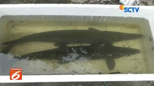 Berita Ikan Aligator Hari Ini Kabar Terbaru Terkini Liputan6 Com