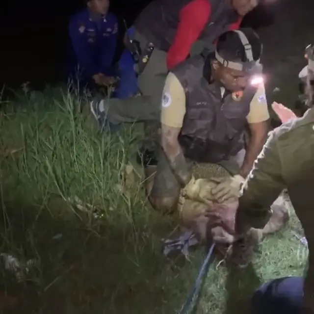 7 Potret Aksi Matt Wright Lakukan Simulasi Penyelamatan Buaya Berkalung Ban