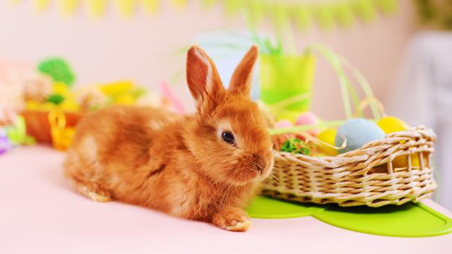 Makna 5 Pernak Pernik Paskah Dari Telur Hingga Kelinci Paskah Hot Liputan6 Com