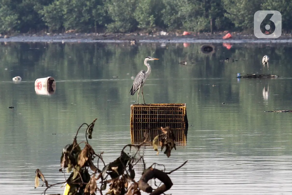 Mengamati Burung Migrasi di Perairan Hutan Lindung Angke Kapuk