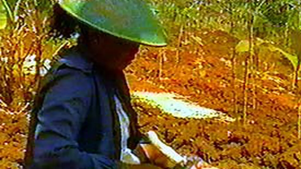 200803dindo60.jpg