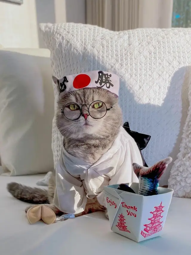 8 Potret Kucing saat Pakai Kostum Unik Ini Curi Perhatian, Menggemaskan