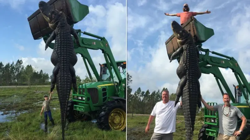 Buaya Raksasa Ditangkap Pemburu di Florida