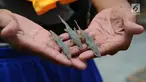 Pekerja memperlihatkan cicak kering di rumah industri kawasan Cirebon, Jawa Barat, Selasa (2/4). Rumah industri ini mampu memproduksi 1 kuintal cicak kering dalam sebulan. (Liputan6.com/Herman Zakharia)