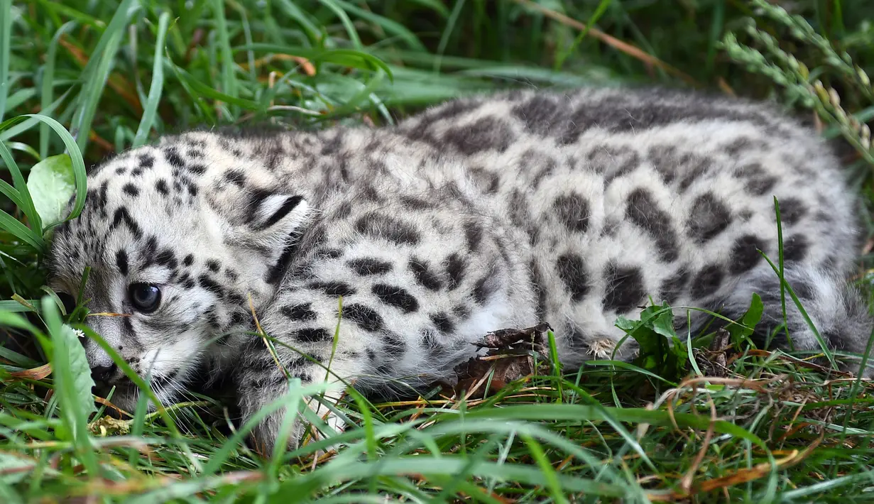 Bayi macan tutul salju bersiap untuk diberikan vaksinasi pertamanya di kebun binatang Tierpark di Berlin (10/8). Bayi macan tutul salju ini lahir pada 13 Juni 2017 dan masih belum memiliki nama. (AFP Photo/dpa/Britta Pedersen/Jerman Out)