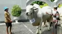 Jokowi Serahkan Sapi Kurban 900 Kg di Karangantu Serang