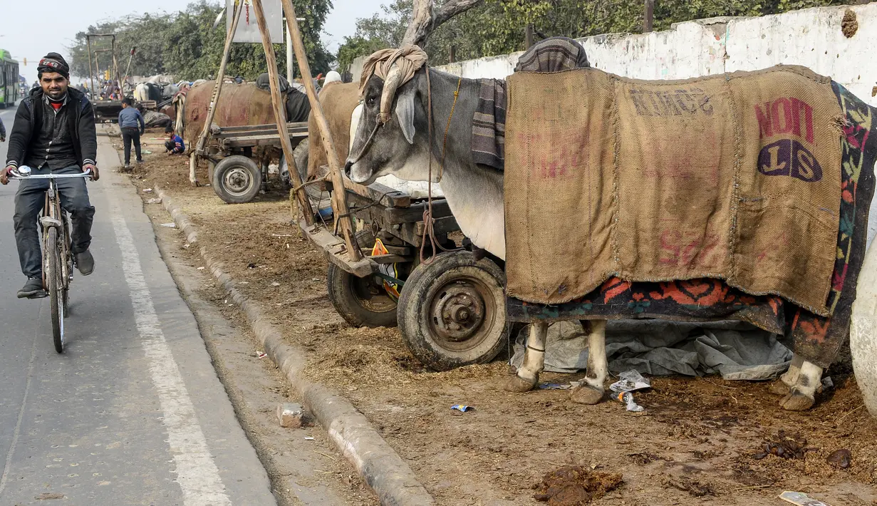 Seorang pria mengendarai sepeda melewati seekor sapi jantan yang ditutupi dengan karung goni dan selimut di kawasan lama New Delhi, India pada 21 Januari 2020. Hal tersebut untuk melindungi sapi agar tetap hangat selama bulan-bulan musim dingin. (Photo by Sajjad HUSSAIN / AFP)
