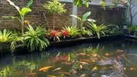 7 Desain Kolam Ikan Menempel Pagar, Cocok untuk Hunian Minimalis Modern