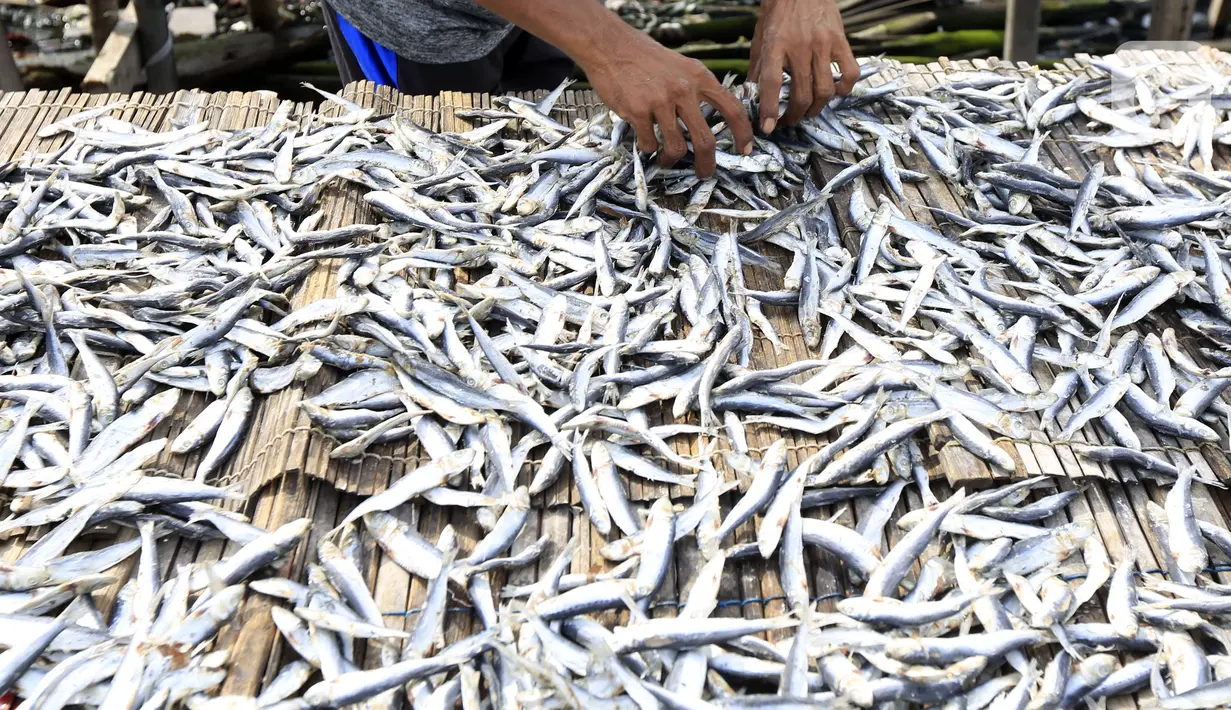 Pekerja menjemur ikan asin di Jakarta, Minggu (6/2/2022). Pengusaha ikan asin di daerah tersebut mengaku mengurangi produksinya karena permintaan pasar sedang turun dan terkendala proses pengeringan akibat curah hujan. (Liputan6.com/Angga Yuniar)