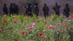Sejumlah bunga poppy ilegal yang ditanam di sebuah perkebunan di desa Los Pericos, kota Mocorito, Meksiko (15/3). Bunga poppy ini biasa dijadikan untuk bahan pembuatan obat-obatan candu atau opium. (AFP/Rashide Frias)