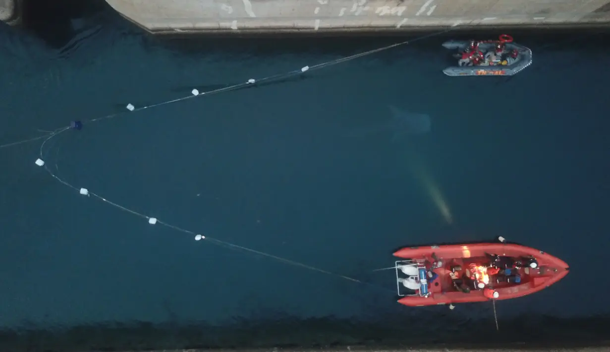 Tim gabungan melakukan proses evakuasi hiu paus yang terjebak di salah satu kanal atau saluran air pendingin Pembangkit Listrik Tenaga Uap (PLTU) Paiton, Probolinggo, 17 September 2019. Hiu paus berukuran sekitar 4 meter itu berada di dalam kanal berkedalaman 8 meter. (Liputan6.com/Pool/Humas PLN)