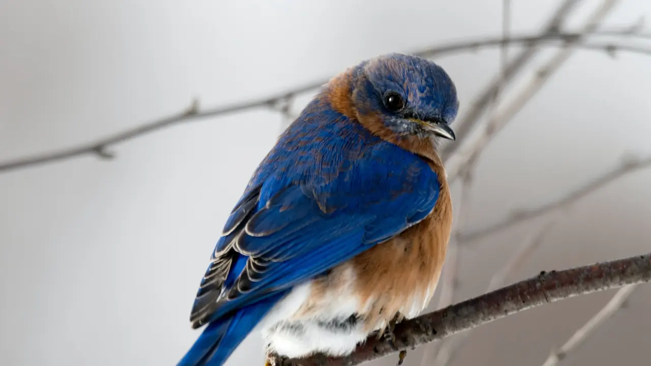 burung