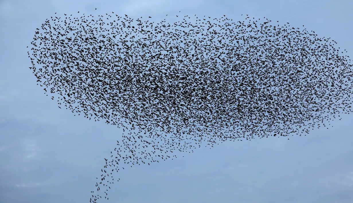Ribuan burung jalak melakukan migrasi dalam formasi terbang di atas langit lahan pertanian dekat kota Beit Shean di Israel, Kamis (21/12). Fenomena yang dikenal sebagai murmuration biasa terjadi di bulan-bulan musim dingin. (AFP PHOTO/MENAHEM KAHANA)