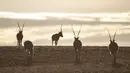 Foto yang diabadikan pada 31 Januari 2019 menunjukkan kawanan antelop Tibet di wilayah Shuanghu, Daerah Otonom Tibet, China. Dengan upaya dari atas ke bawah, populasi antelop Tibet di Tibet meningkat dari sekitar 50.000 ekor pada 1990-an menjadi lebih dari 200.000 ekor saat ini. (Xinhua/Purbu Zhaxi)