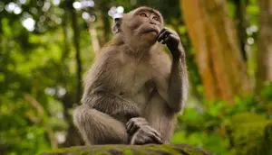 Spesies Baru Monyet Ditemukan di Hutan Kongo
