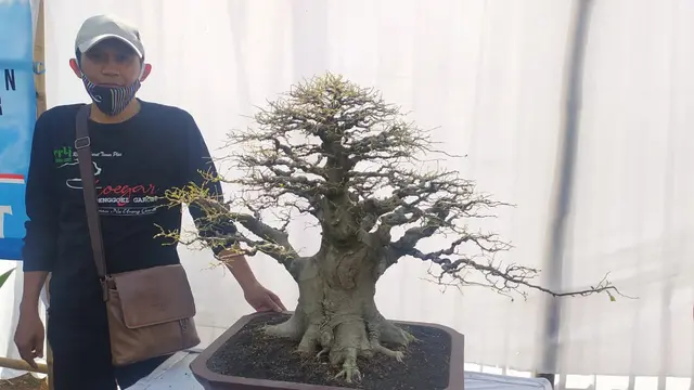 Gaos Hamdani, Ketua Panitia Kontes dan Pameran Bonsai Lokal Terbuka Pesona Bonsai Garut, di sela-sela persiapan kejuaraan di Kawasan Wisata Sawah Lega Hegar, Cibatu, Garut, Jawa Barat.