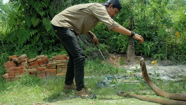 Mahasiswa penakluk king cobra