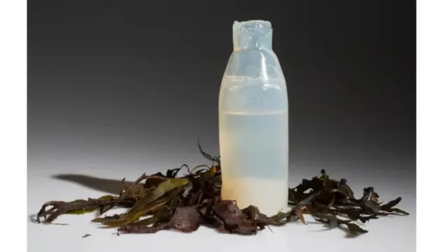 Bisa Dimakan, Mahasiswa Ini Bikin Botol Ramah Lingkungan dari Alga Jelly
