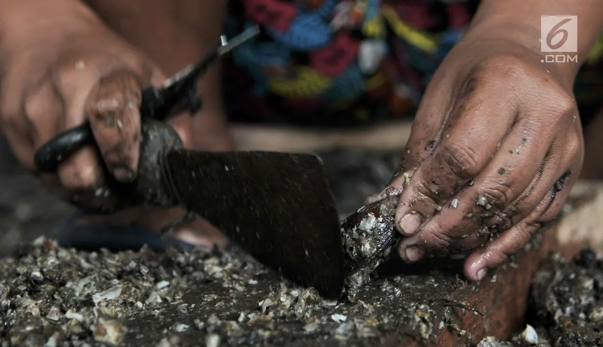 Pekerja membersihkan kerang hijau di kawasan Muara Angke, Jakarta, Rabu (23/1). Nelayan kini hanya bisa mampu mengumpulkan 20 kilogram kerang per hari, dari yang sebelumnya 80 kilogram kerang per hari. (Merdeka.com/Iqbal S. Nugroho)