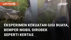 Sebuah eksperimen terhadap gigi buaya menarik perhatian